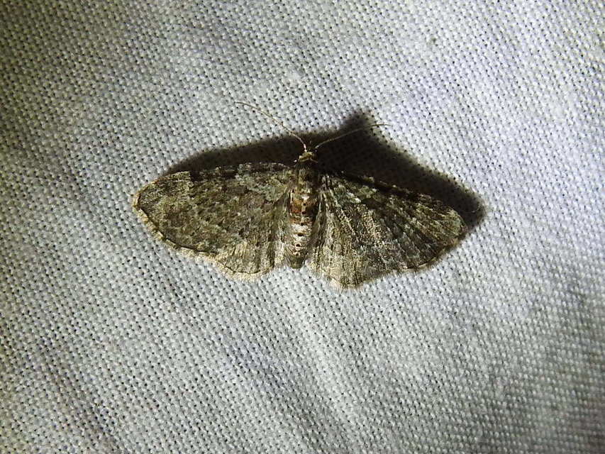 Pasiphila rectangulata - almavirág-araszoló