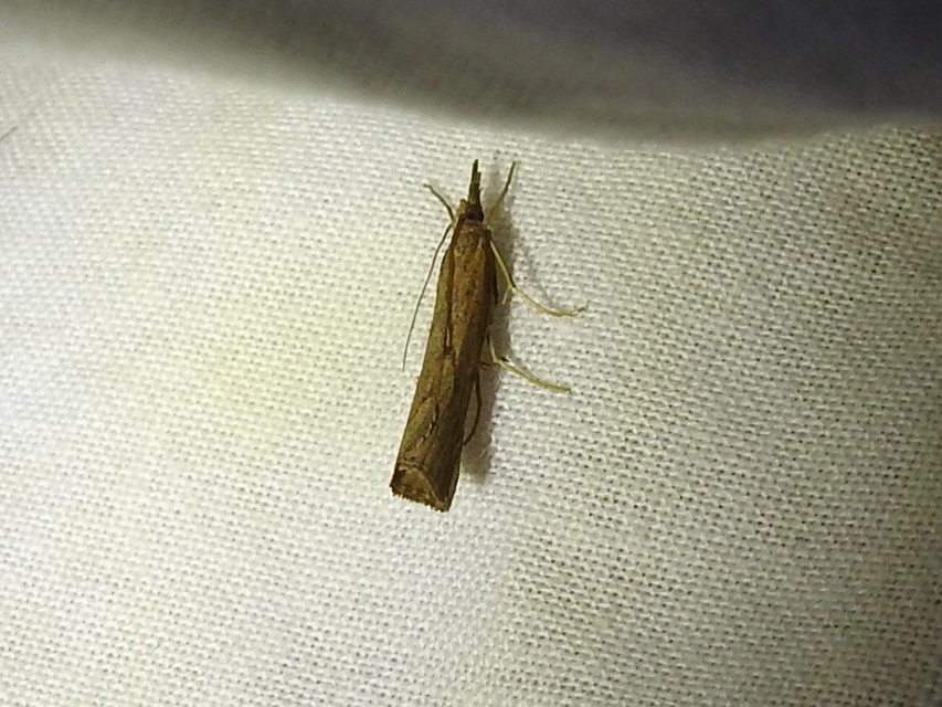 Pediasia contaminella - mocskos fűgyökérmoly