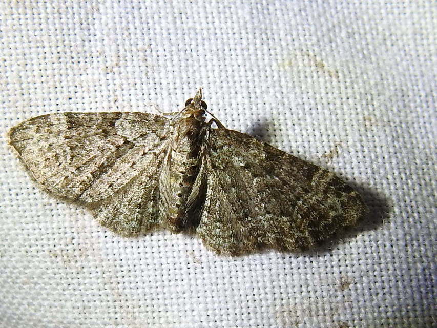 Pasiphila rectangulata - almavirág-araszoló