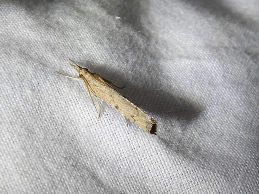 Pediasia contaminella - mocskos fűgyökérmoly