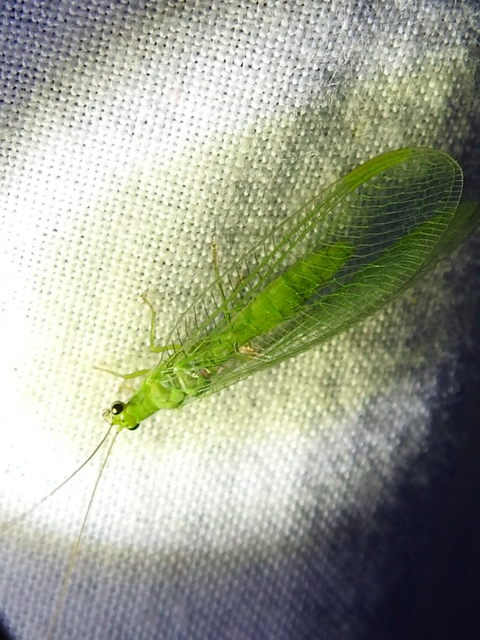 Chrysopidae - zöldfátyolkák