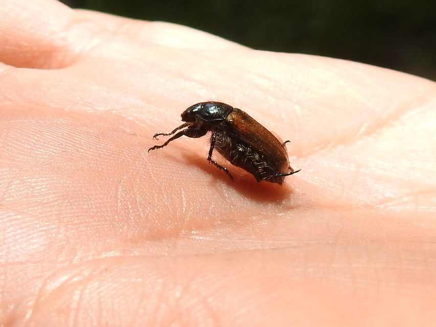 Phyllopertha horticola - kerti szipoly