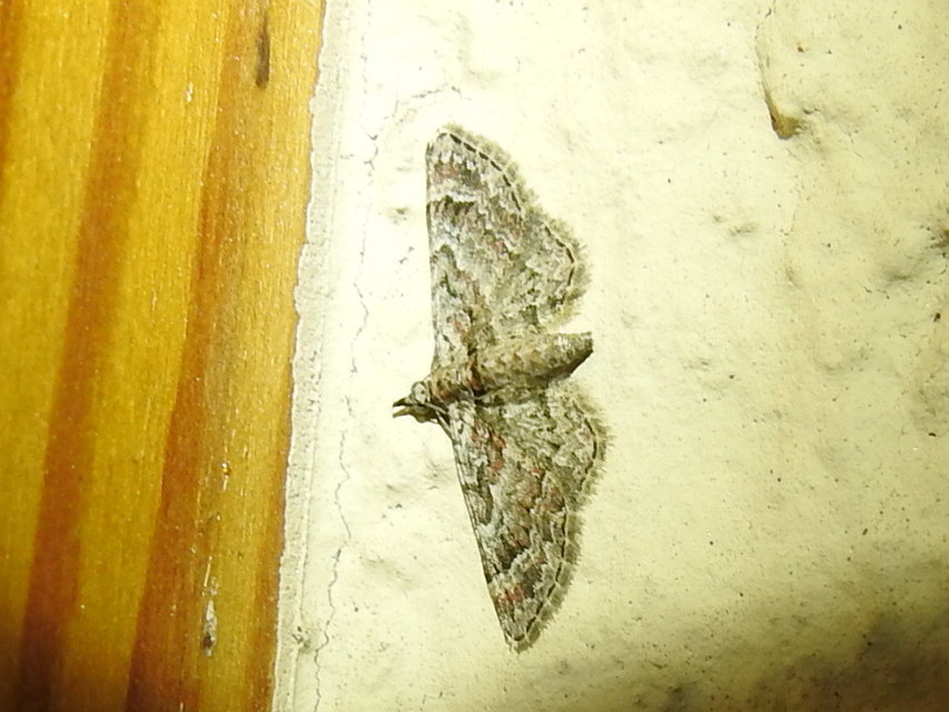 Gymnoscelis rufifasciata - vöröscsíkos törpearaszoló