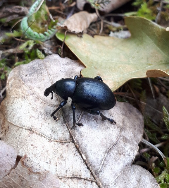 Liparus dirus - sujtár-szerecsenományos