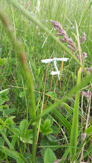 Pterophorus pentadactyla - fehér tollasmoly