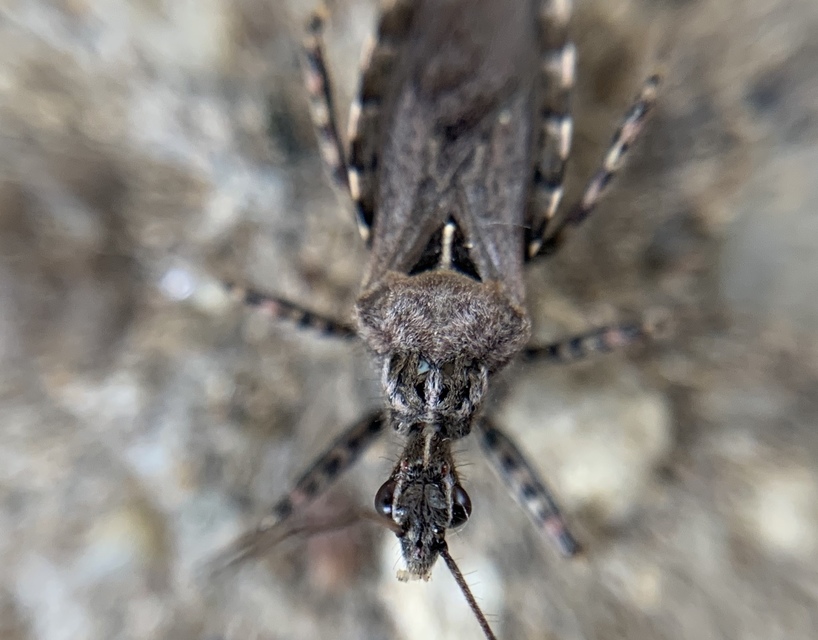 Coranus