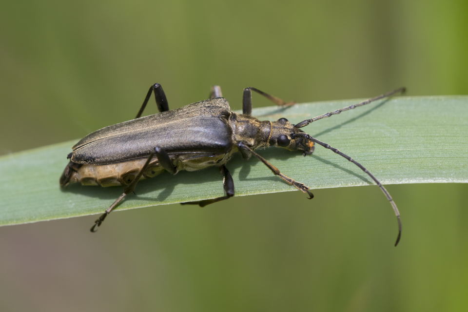 Stenocorus meridianus - fűz-gyökércincér