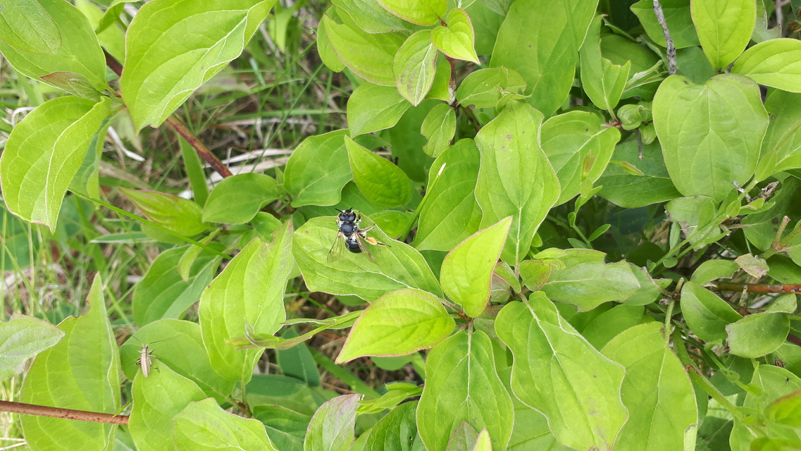 Hymenoptera - Hártyásszárnyúak