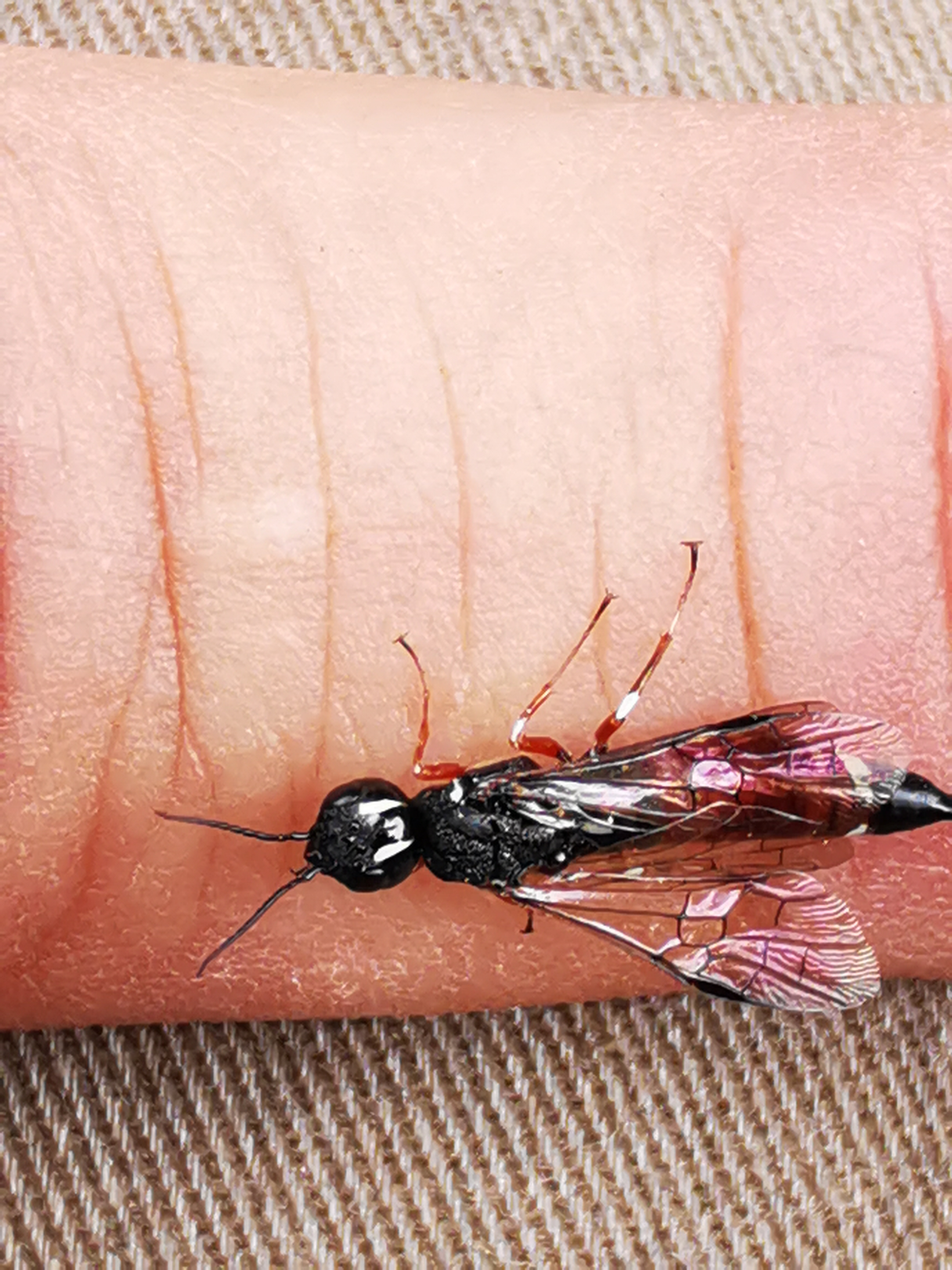 Xiphydria prolongata