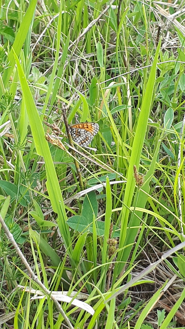 Melitaea athalia - közönséges tarkalepke