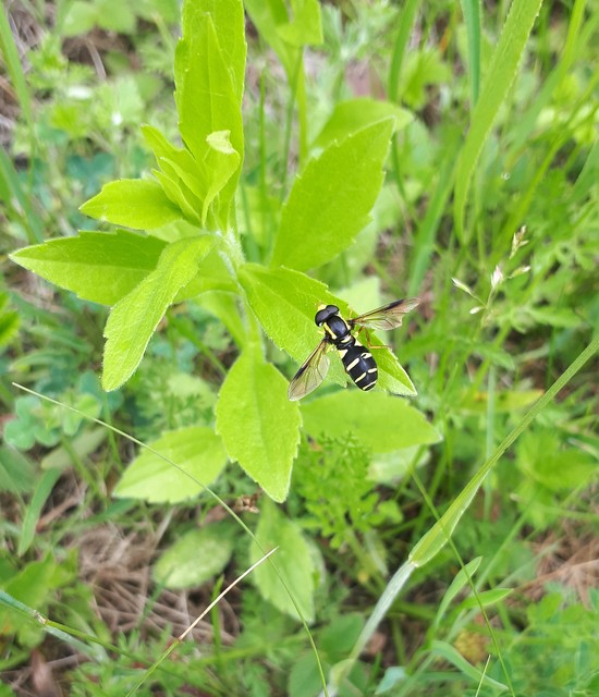 Xanthogramma pedissequum - gyakori oldalsávoslégy