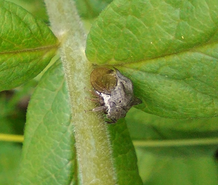 Centrotus cornutus - szarvaskabóca