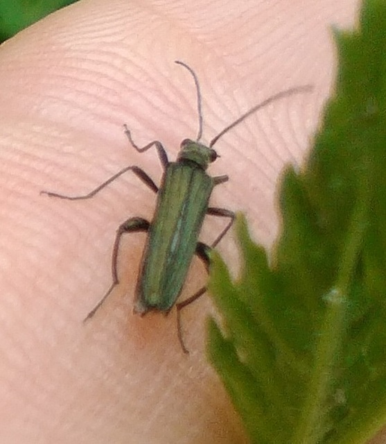 Oedemera virescens - zöldes álcincér