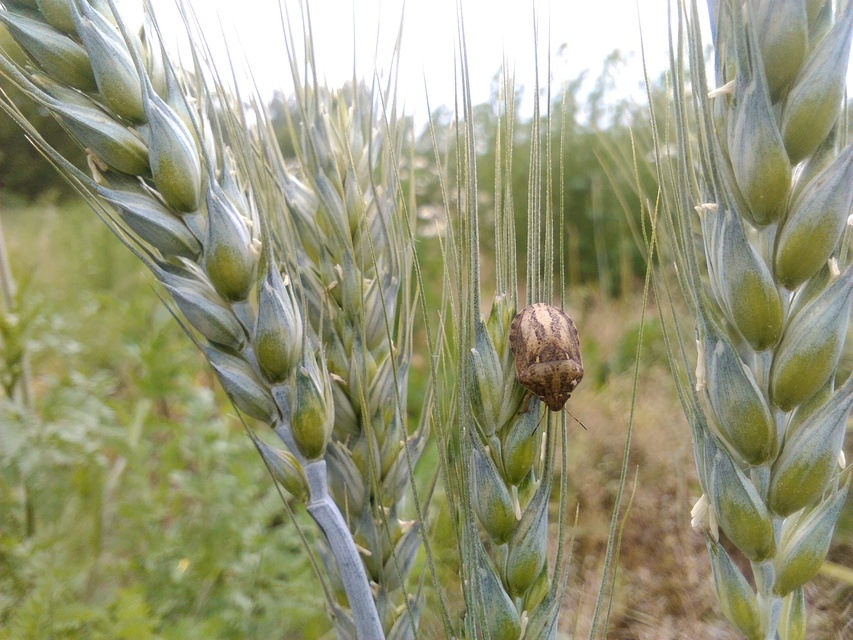 Eurygaster Eurygaster