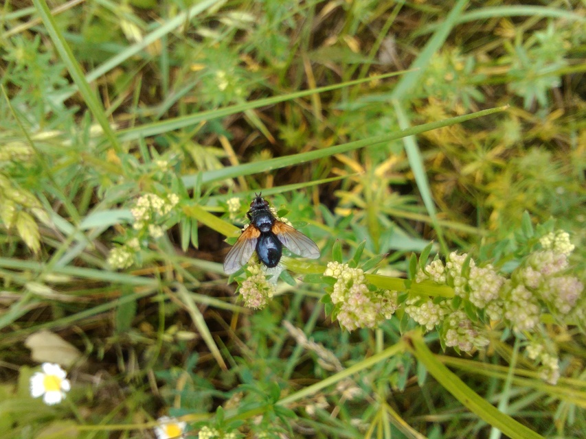 Zophomyia temula