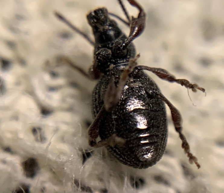Otiorhynchus ovatus - apró gyalogormányos