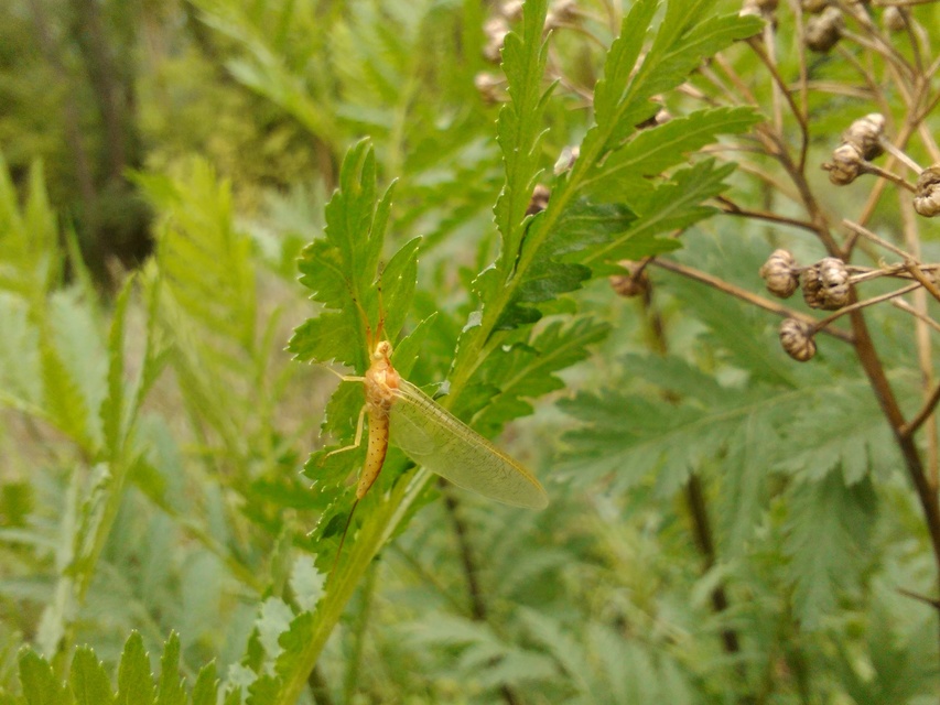 Potamanthus luteus - folyamvirág