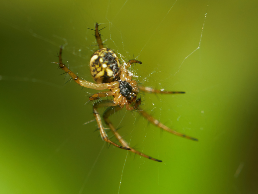 Mangora acalypha - réti keresztespók