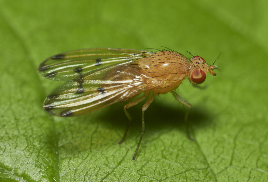 Homoneura