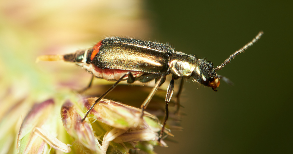 Clanoptilus