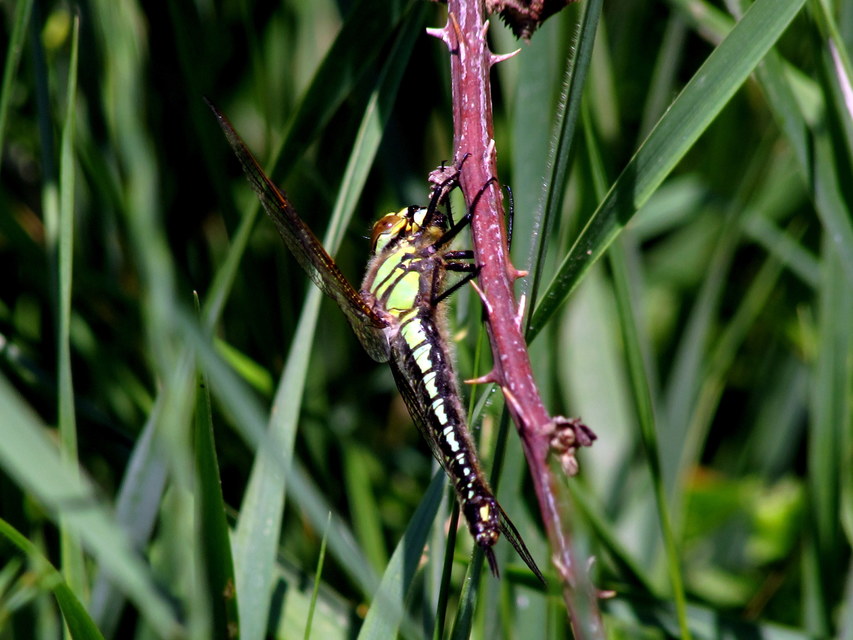 Brachytron pratense - szőrös karcsúacsa