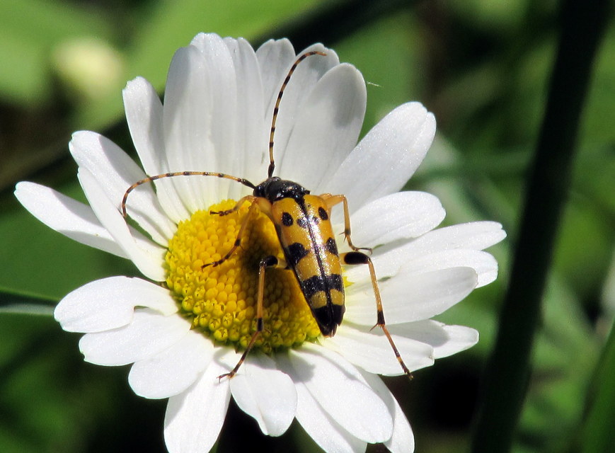 Rutpela maculata - tarkacsápú karcsúcincér
