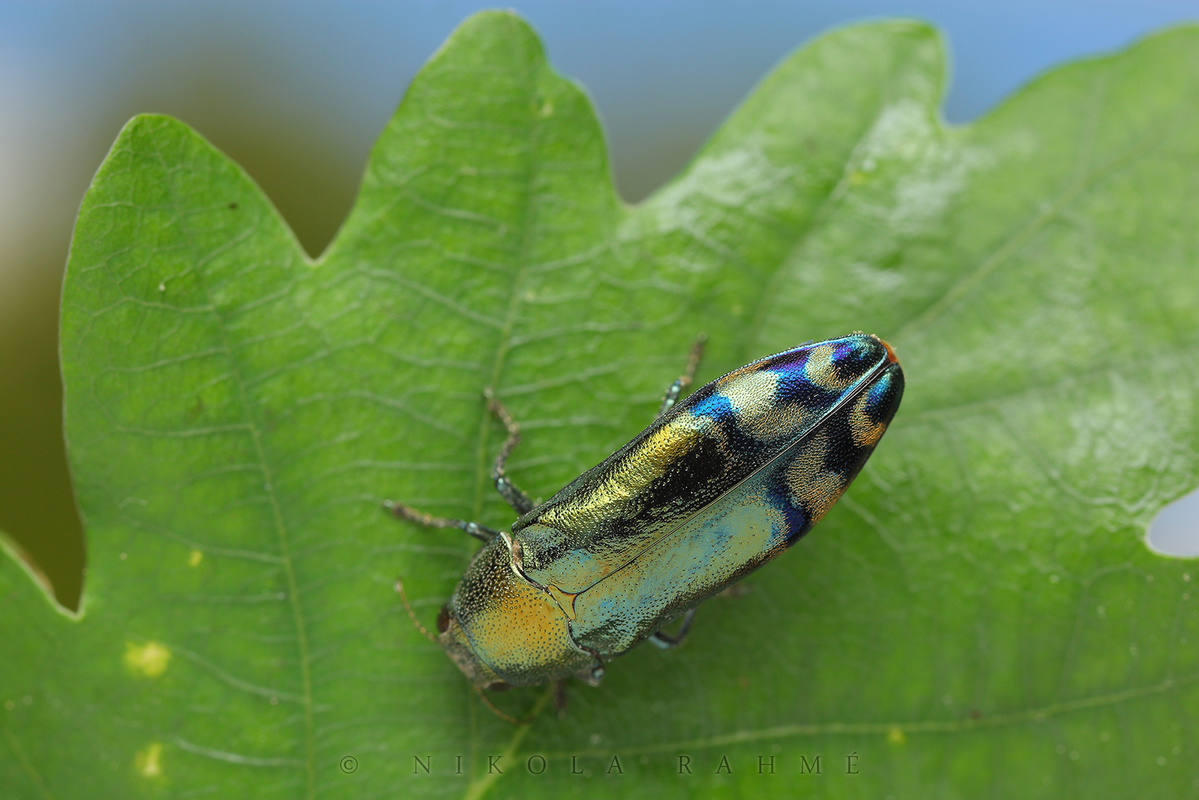 Coraebus fasciatus - szalagos díszbogár