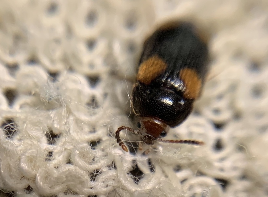 Mycetophagus quadripustulatus - négyfoltos gombabogár