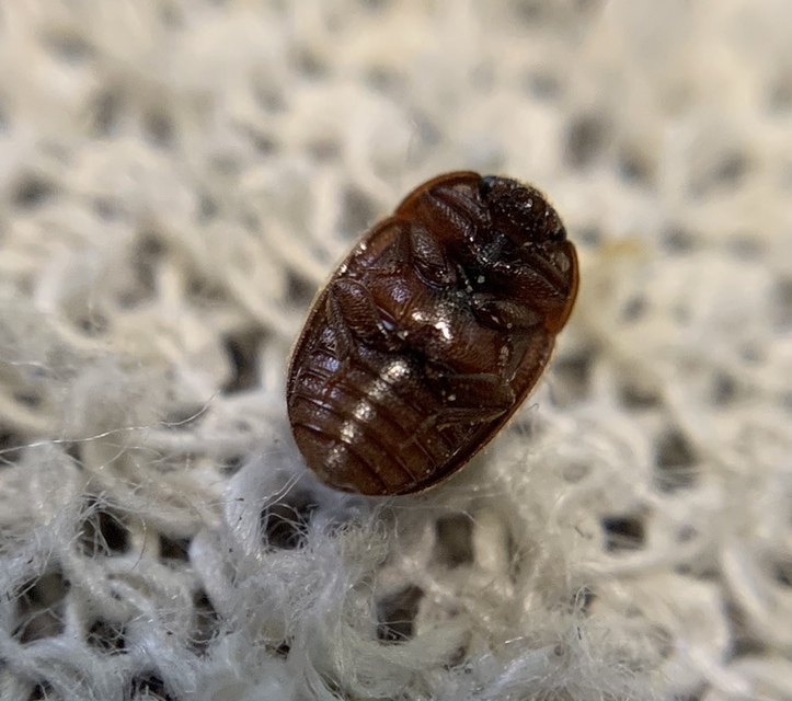 Pocadius ferrugineus - közönséges pöfetegfénybogár