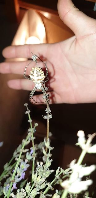 Argiope lobata - karéjos keresztespók