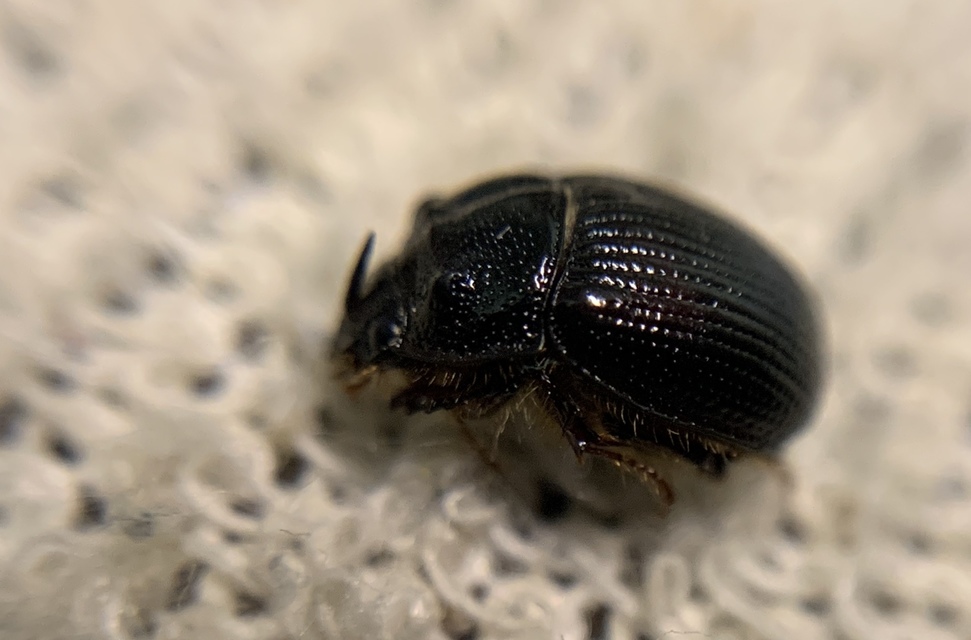 Odonteus armiger - mozgószarvú álganéjtúró
