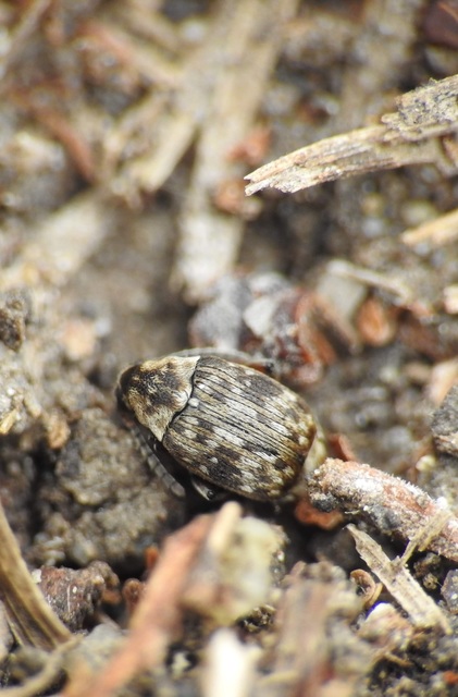 Bruchinae
