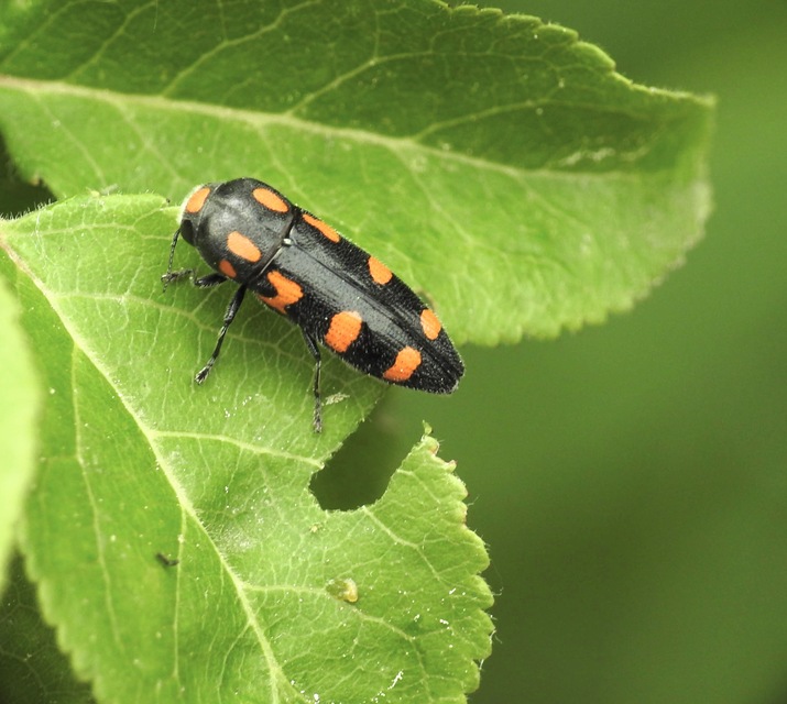 Ptosima undecimmaculata - sárgafoltos díszbogár