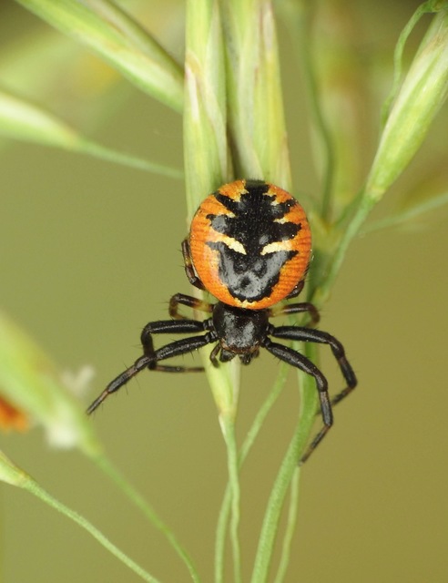 Synema globosum/ornatum