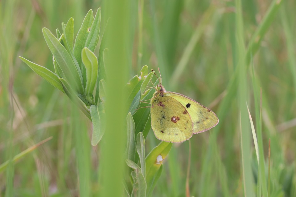 Colias alfacariensis - déli kéneslepke