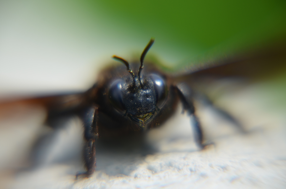 Xylocopa violacea - kék fadongó