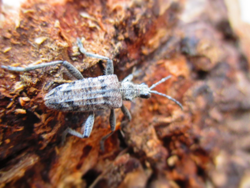 Rhagium inquisitor - fenyves-tövisescincér