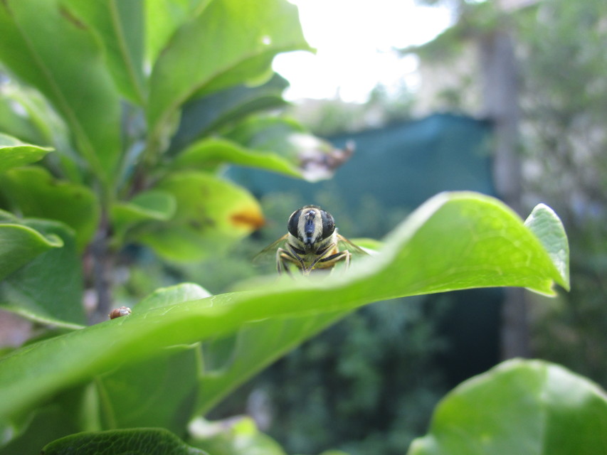 Eristalis tenax - közönséges herelégy