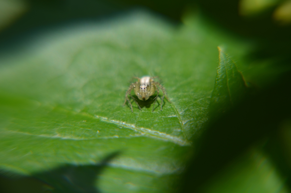 Oxyopes lineatus