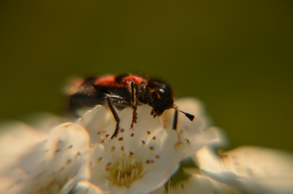 Trichodes apiarius - szalagos méhészbogár
