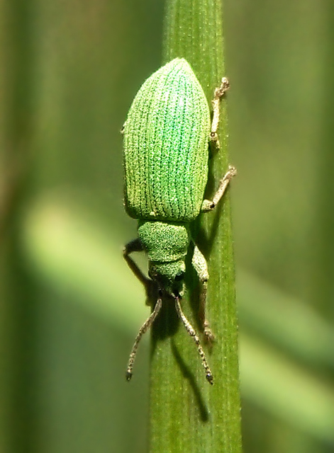 Phyllobius virideaeris - halványzöld levélormányos