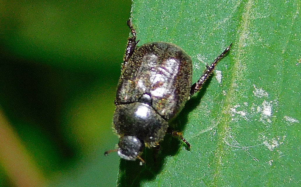 Hoplia hungarica - homoki virágcserebogár