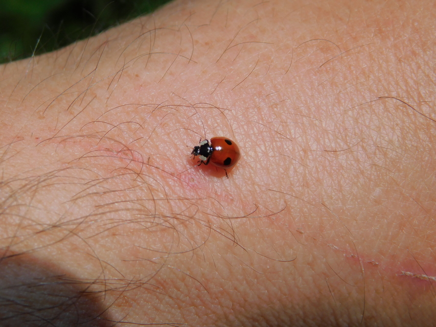 Adalia bipunctata - kétpettyes katica