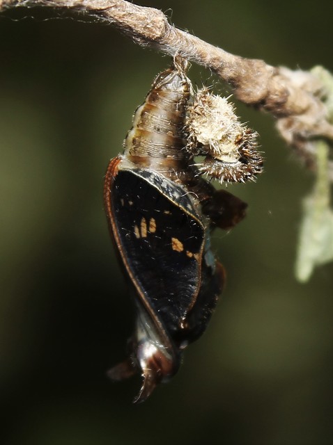 Limenitis camilla - kis lonclepke