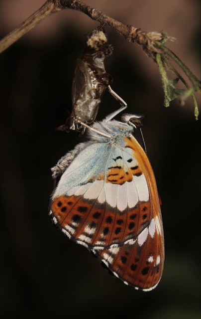 Limenitis camilla - kis lonclepke