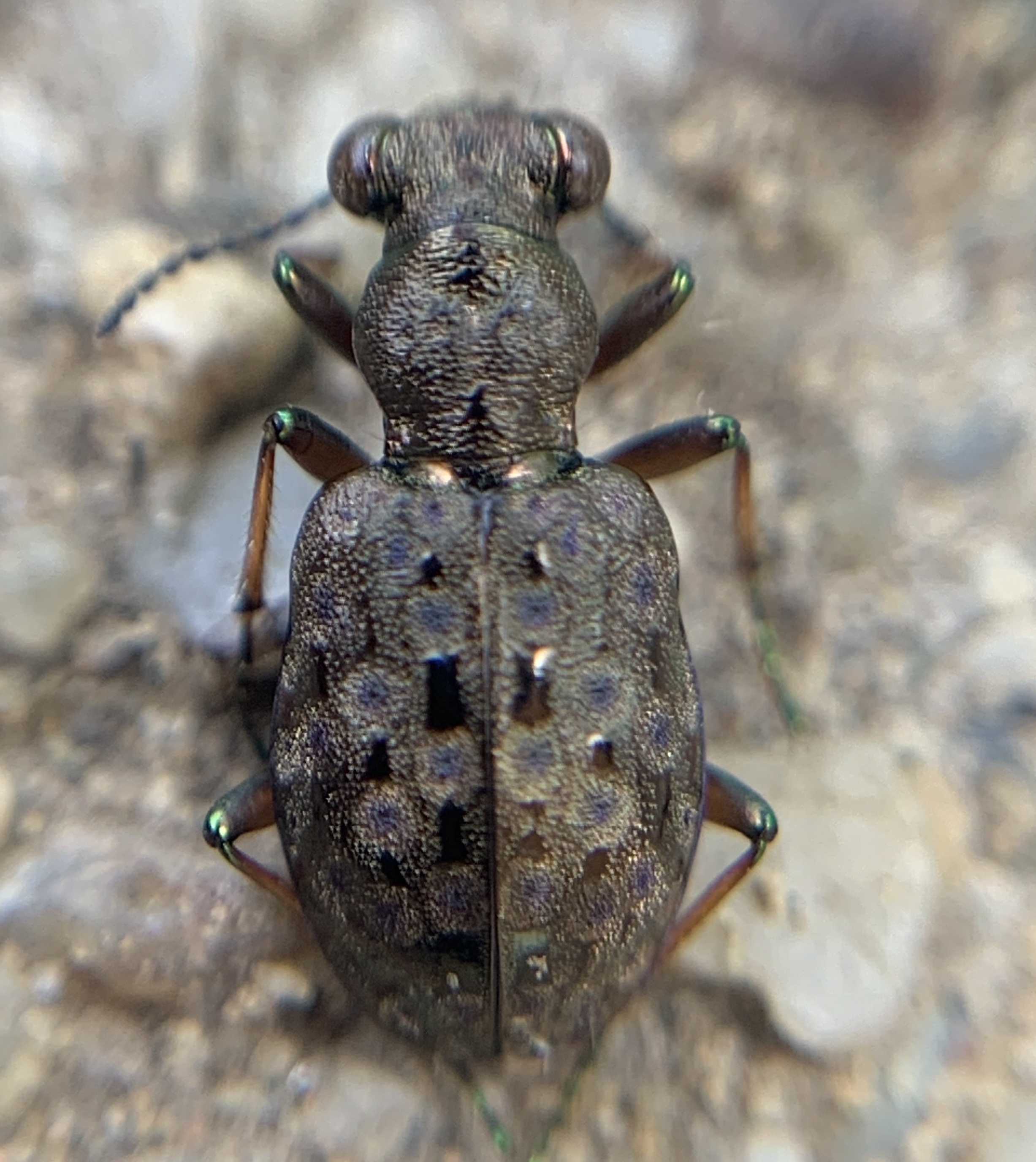 Elaphrus aureus - aranyos iszapfutó