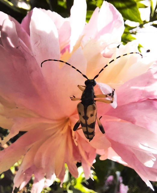 Rutpela maculata - tarkacsápú karcsúcincér
