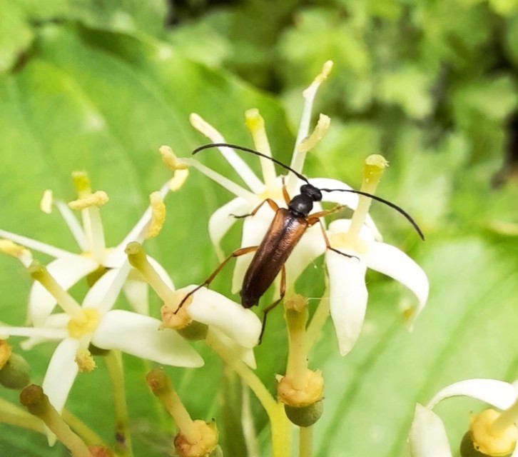 Alosterna tabacicolor - barna juharcincér