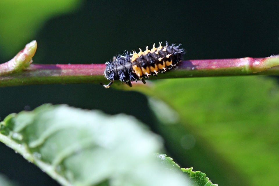 Harmonia axyridis - harlekinkatica