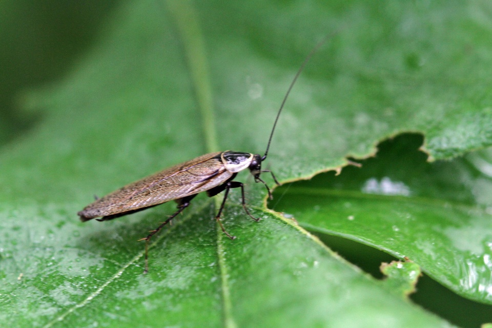 Ectobius sylvestris - fekete erdeicsótány